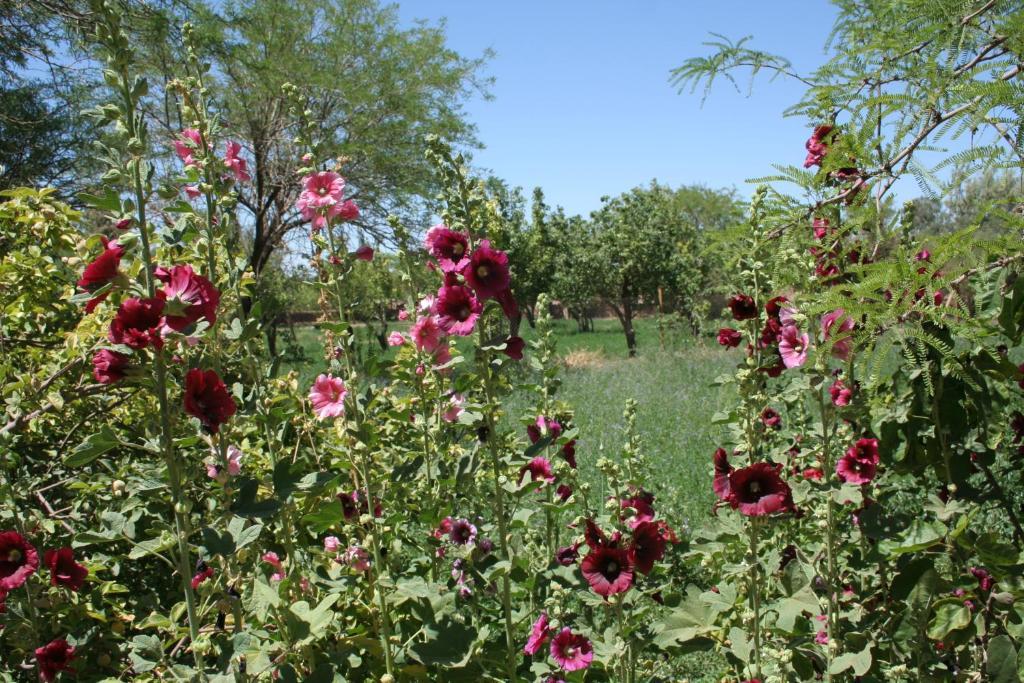 سان بيدرو دي أتاكاما Quinta Adela Bed & Breakfast المظهر الخارجي الصورة